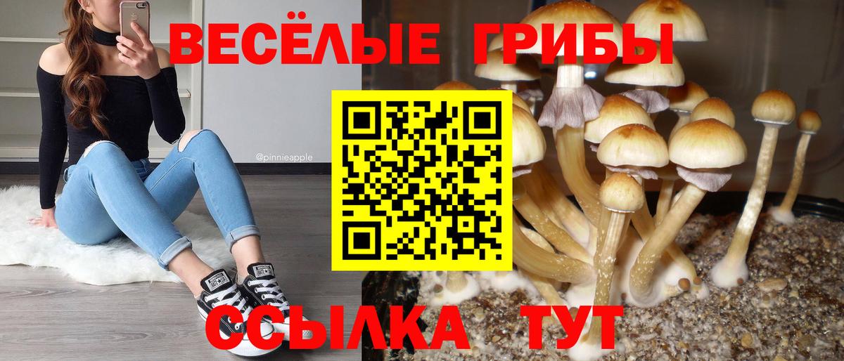 Галлюциногенные грибы Psilocybine cubensis  Вход с VPN  Лесной 
